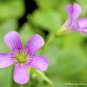 Purple Oxalis Seeds Wood Sorrel Flowers 200 Seeds