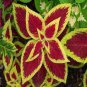 Coleus Blumei Seeds Rose Red Color with Green Leaves 100 Seeds