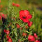 Linum usitatissimum Seeds Mixed Flower 600 Seeds