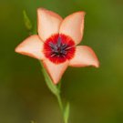 Linum usitatissimum Seeds Light Salmon Red Color Flower 600 Seeds