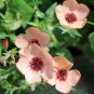 Linum usitatissimum Seeds Light Salmon Red Color Flower 600 Seeds