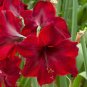 Red Amaryllis 200 Seeds