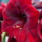 Red Amaryllis 200 Seeds