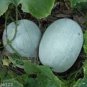 Gourd petha 200 Seeds