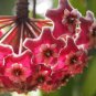 Hoya Carnosa Seeds - Blood Red Color 200 Seeds