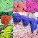 Mixed Creeping Thyme Seeds Mixed 6 Colors 200 Seeds