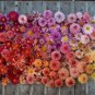 Chinese Peony Flower Seeds Mixed Red Yellow Light Pink Bi-color Rose Red ect 6 Colors 20 Seeds