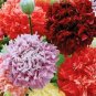 Chinese Peony Flower Seeds Mixed Red Yellow Light Pink Bi-color Rose Red ect 6 Colors 20 Seeds