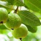 Guava 200 Seeds