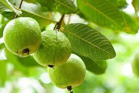 Guava 200 Seeds