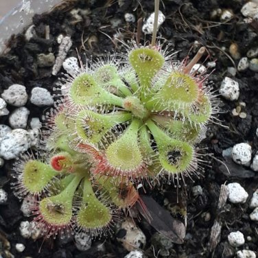 Drosera Burmanni 200 Seeds