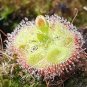 Drosera Burmanni 200 Seeds