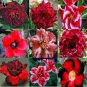 Adenium Obesum Dwarf Seeds Mixed Colors 200 Seeds
