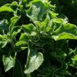 Mesembryanthemum Crystallinum 200 Seeds