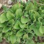 Mesembryanthemum Crystallinum 200 Seeds