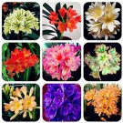Clivia Miniata Seeds Mixed 9 Colors Purple Red Green Orange Yellow Blue 200 Seeds