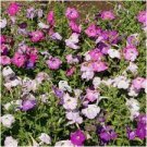 Hanging Petunia Seeds Mixed Coloful Flowers 200 Seeds