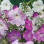 Hanging Petunia Seeds Mixed Coloful Flowers 200 Seeds