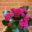 Kalanchoe Longevity Flower Seeds - Rose Red Flowers 200 Seeds