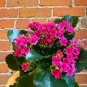 Kalanchoe Longevity Flower Seeds - Rose Red Flowers 200 Seeds