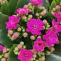 Kalanchoe Longevity Flower Seeds - Rose Red Flowers 200 Seeds
