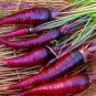 Purple Dragon Carrot 200 Seeds