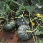 Sweet Pumpkin 20 Seeds