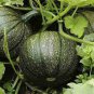 Sweet Pumpkin 20 Seeds