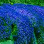 Creeping Thyme Seeds Rock CRESS Plant - Sky Blue Color 400 Seeds