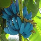 Dwarf Banana Seeds - Blue Skin 200 Seeds