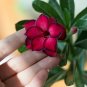 Desert Rose Seed Rose Red Single Petal with Light Purple Edge 2 Seeds