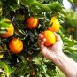 Mini Orange Tree 60 Seeds