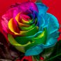 Hybrid Rainbow Rose 200 Seeds