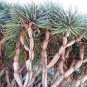 Dracaena 20 Seeds