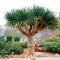 Dracaena 20 Seeds