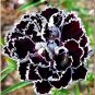 Dianthus Caryophyllus Seeds Carnation Black Double Flowers with White Edge 200 Seeds