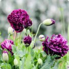 Peony Flowers Seeds Double Petals 20 Seeds