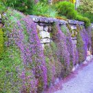 Aubrieta Cultorum Seeds Rock CRESS Plant - Purple Flowers 200 Seeds