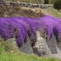 Aubrieta Cultorum Seeds Rock CRESS Plant - Purple Flowers 200 Seeds