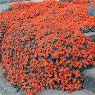 Creeping Thyme Seeds Rock CRESS Plant - Light Orange Colors 200 Seeds