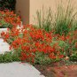 Creeping Thyme Seeds Rock CRESS Plant - Light Orange Colors 200 Seeds