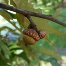 Oak Tree 20 Seeds