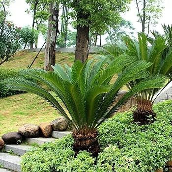 Sago Cycas Seeds Green Colors 20 Seeds