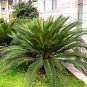 Sago Cycas Seeds Green Colors 20 Seeds