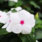 Periwinkle Seeds - White Flowers Single Petals 200 Seeds