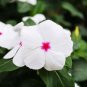 Periwinkle Seeds - White Flowers Single Petals 200 Seeds