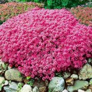 Creeping Thyme Seeds Rock CRESS Ground Cover Flower - Rose Red Color 200 Seeds