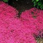 Creeping Thyme Seeds Rock CRESS Ground Cover Flower - Rose Red Color 200 Seeds