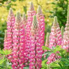 Lupine Flowers Seeds - Light Water Pink Flowers 200 Seeds
