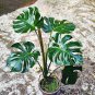 Palm Turtle Leaves 200 Seeds